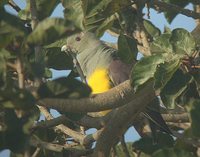 Bruce's Green-Pigeon - Treron waalia