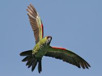 Maroon-fronted Parrot - Rhynchopsitta terrisi