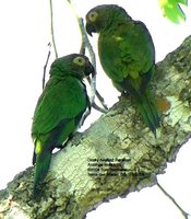 Dusky-headed Parakeet - Aratinga weddellii
