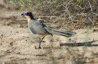 Running Coua - Coua cursor