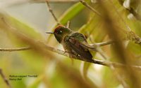 Rufous-capped Thornbill - Chalcostigma ruficeps