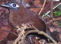 Immaculate Antbird - Myrmeciza immaculata