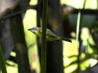 Gray-capped Flycatcher - Myiozetetes granadensis