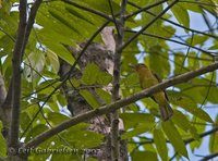 Yellowish Bulbul - Ixos everetti