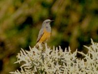 Littoral Rock-Thrush - Pseudocossyphus imerinus