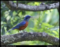 Chestnut-bellied Rock-Thrush - Monticola rufiventris