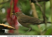 Ecuadorian Thrush - Turdus maculirostris