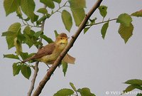 Melodious Warbler - Hippolais polyglotta