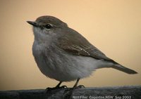 Jacky-winter - Microeca fascinans