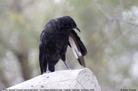 White-winged Chough - Corcorax melanorhamphos