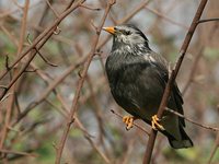 White-cheeked Starling - Sturnus cineraceus