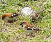 Russet Sparrow - Passer rutilans