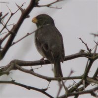 Parrot-billed Seedeater - Sporophila peruviana