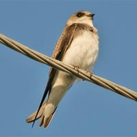 Pale Sand Martin