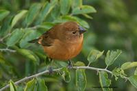 *NEW* Ultramarine Grosbeak - female