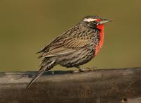 Long-tailed Meadowlark: male