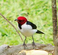 Red-capped Cardinal