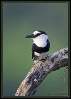 White-necked Puffbird 1