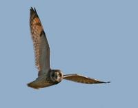 Short-eared Owl May 06