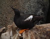Pigeon Gullimot On Log