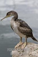 Common Shag ( Phalacrocorax aristotelis ) , Ibiza , Balearen , Spanien stock photo