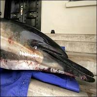 Dolphin damage