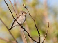 Asian brown flycatcher C20D 03159.jpg