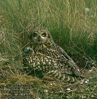 ...Asio flammeus 113 UK: Short-eared Owl DE: Sumpfohreule FR: Hibou des marais ES: Lechuza Campestr