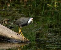 White-breasted Waterhen