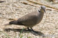 Red Turtle Dove 火斑鳩  O9W4338.jpg