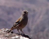 Alpine Accentor