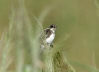 갈색제비(Riparia riparia) (Bank Swallow(Sand Martin))