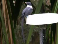 White-collared Mynah