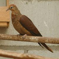 Barred Cuckoo Dove Macropygia unchall