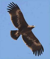 Steppe Eagle - Aquila nipalensis