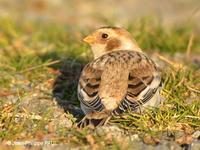 Bruant des neiges, mâle juvénile (Plectrophenax nivalis)