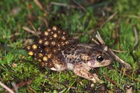 : Alytes cisternasii; Iberian Midwife Toad