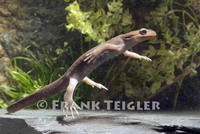 : Ambystoma gracile; Northwestern Salamander