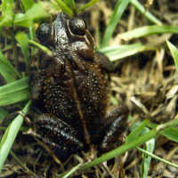 : Bufo campbelli