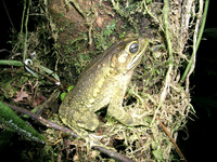: Bufo coniferus