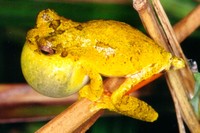 : Dendropsophus microps