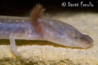 : Eurycea waterlooensis; Austin Blind Salamander