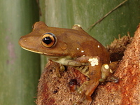 : Hypsiboas boans