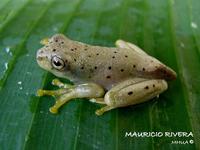 : Hypsiboas pugnax