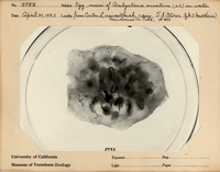 : Egg mass of Ambystoma ensatum  ...