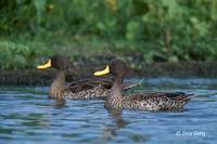 : Anas undulata; Yellow-billed Duck