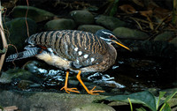 : Eurypyga helias; Sunbittern