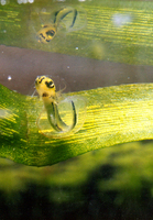 : Triturus cristatus; Great Crested Newt