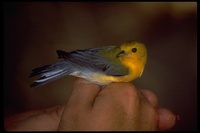 : Protonotaria citrea; Prothonotary Warbler