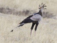 : Sagittarius serpentarius; Secretary Bird